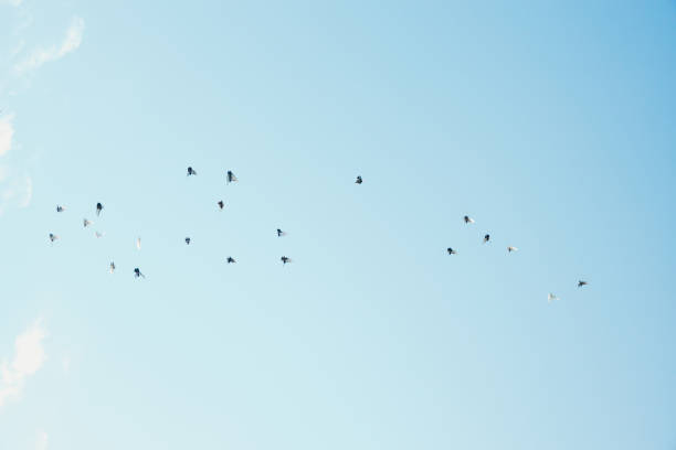 One flock of blue-white doves soaring in a row on the spot in the blue sky on a summer day, bottom-up close-up view. Wildlife concept, beautiful natural backgrounds.