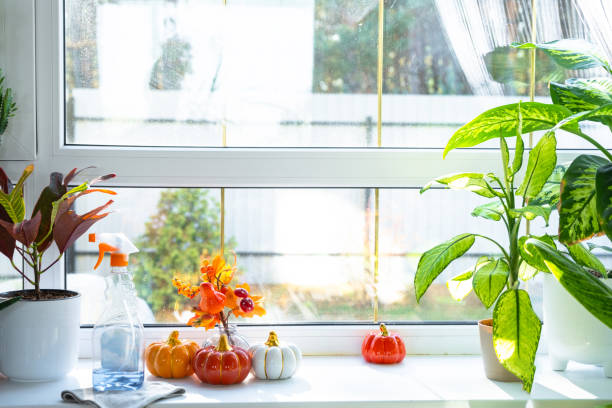istock Pumpkin decor and window cleaning products are lying on windowsill with rag, spray inside interior with home plants on windowsill. Restoring order and cleanliness in autumn, cleaning servise 2199089500