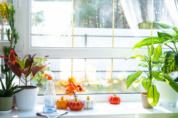 istock Pumpkin decor and window cleaning products are lying on windowsill with rag, spray inside interior with home plants on windowsill. Restoring order and cleanliness in autumn, cleaning servise 2199089520