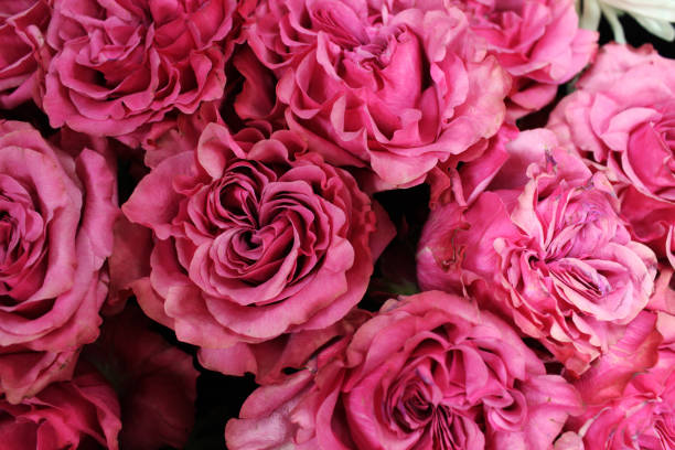 istock pink carnations close-up. Floral Background Pink 2199091113