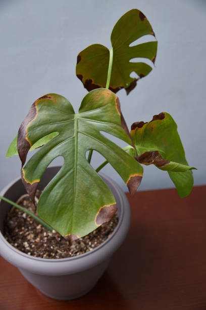 istock A sick leaf of monstera, a home flower. Vertical frame. 2199091218