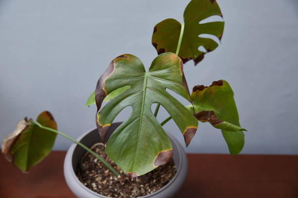 istock A sick leaf of monstera, a home flower 2199091236