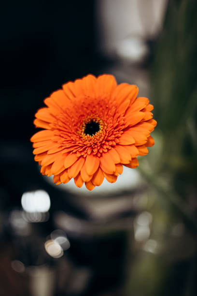 orange gerber flower isolated on white background