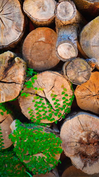 istock Logs Stacked Vertical Closeup Brown Green Leaf Natural Growth 2199092462