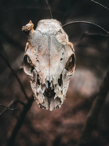 An animal skull in the forest