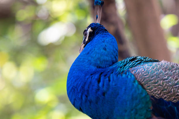 istock Close up portrait of a beautiful peacock 2199096341