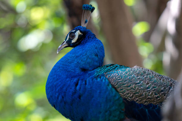 istock Close up portrait of a beautiful peacock 2199096344