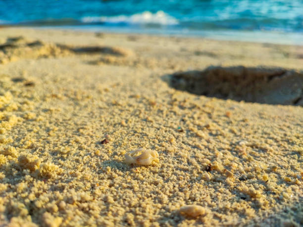 The beautiful white shell on yellow sand with sea ​​waves.