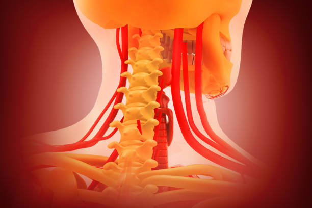 Neck pain. cervical spine skeleton. 3d illustration