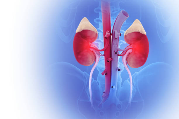 istock Kidneys, Human kidney anatomy cross section, scientific background, 3d illustration 2199098313