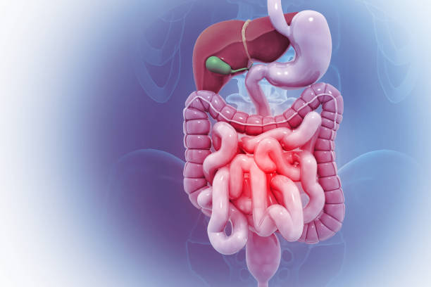 istock Anatomy of human colon, digestive system, Abdominal arteries system. 3d illustration 2199098323