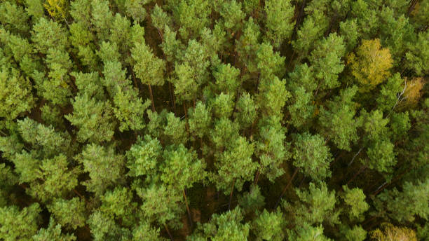 istock coniferous forest fir trees pine view landscape 2199098715
