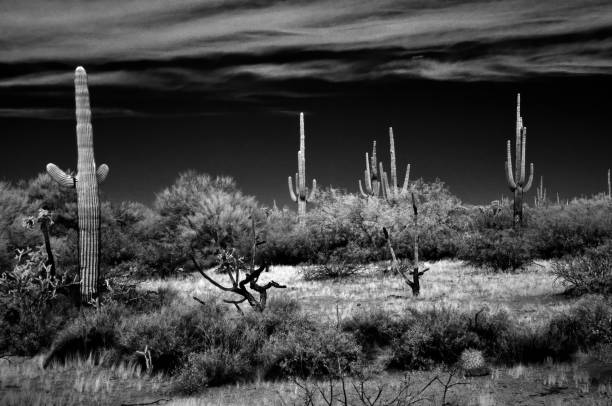 istock Sonora Desert Arizona in Infrared 2199100142