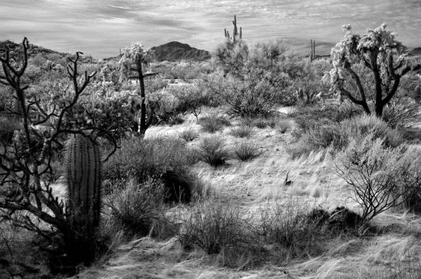 istock Sonora Desert Arizona in Infrared 2199100152