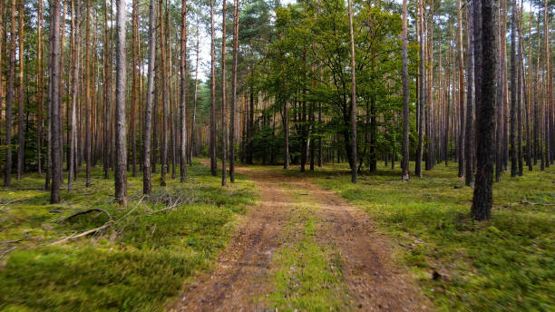 istock coniferous forest fir trees pine view landscape 2199100251