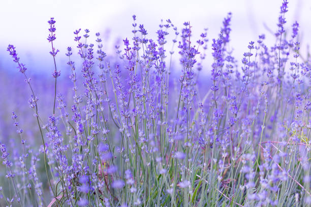 istock Lavender flowers close-up on sky background 2199100360