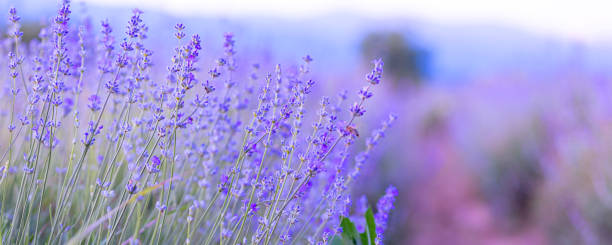 istock Lavender flowers close-up on sky banner background 2199100374