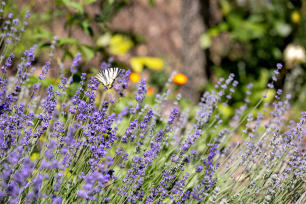 Butterfly on lavender flower background with beautiful purple colors. Close-up