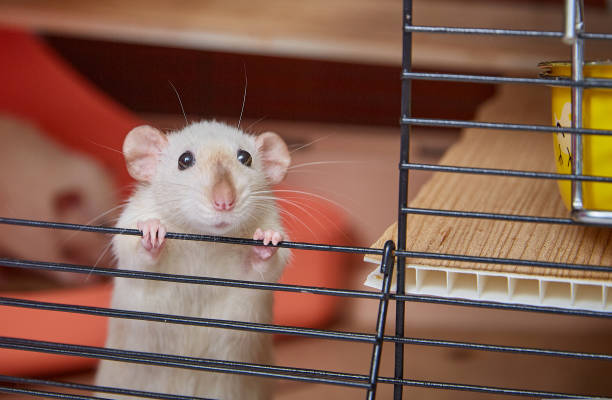istock A cage with a cute Siamese rat looking out 2199100895