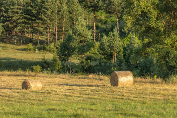 Field with rolls of hay, rural landscape with the forest
