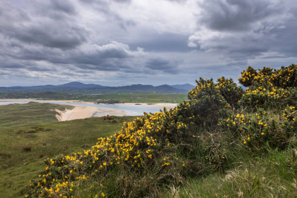 aerial view on Five Fingers Beach on the Inishowen peninsula with the sand dunes, known as the tallest grass dunes in Europe; Donegal, Ireland