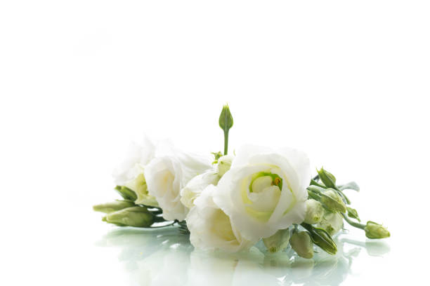 istock Spring harmony of white petals and greenery 2199106363
