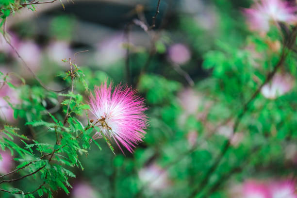 a Delicate Pink Flowers Blooming on a Lush Green Shrub