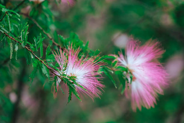 a Delicate Pink Flowers Blooming on a Lush Green Shrub