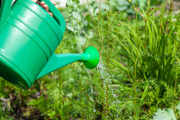 istock Watering Green Plants with a Watering Can on a Garden Plot 2199108595