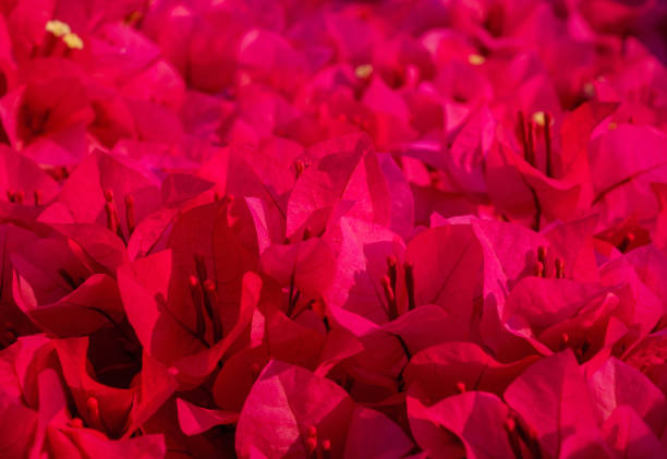 Many Bougainvillea flowers in full bloom  background,