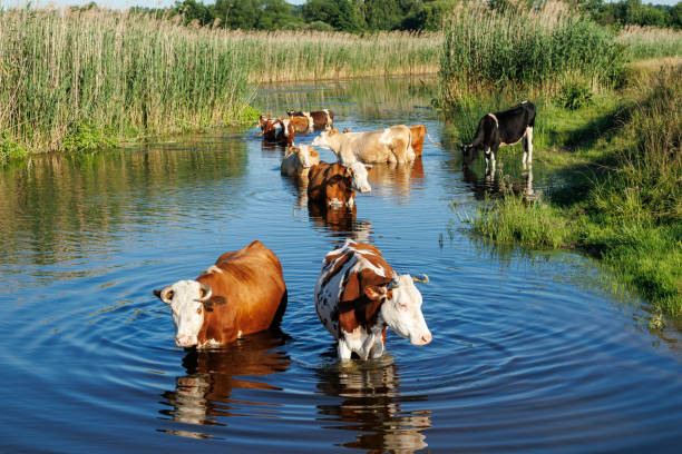 A group of cows wades through a shallow body of water in a rural landscape, surrounded by lush greenery and tall grass.