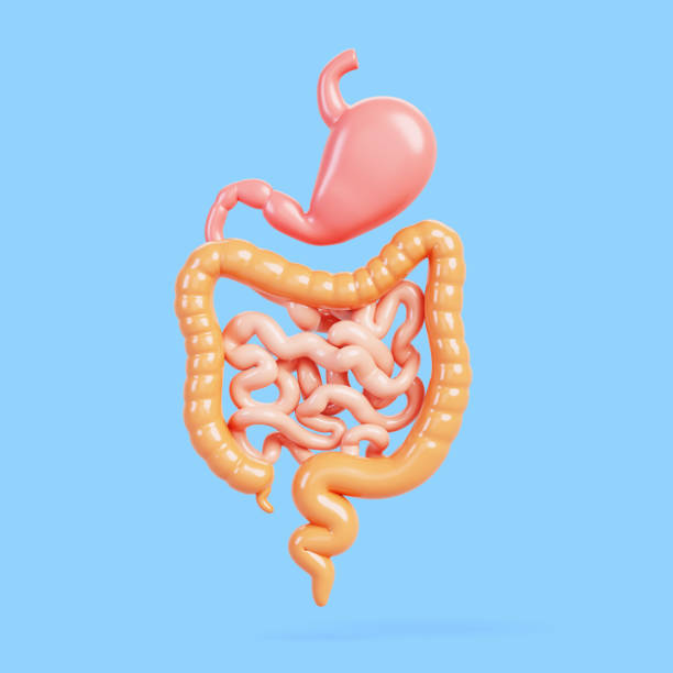 Abstract anatomy illustration of human digestive system in vibrant colors, symbolizing gastrointestinal health and medical education. Conceptual design. Concept of medicine, health care, science