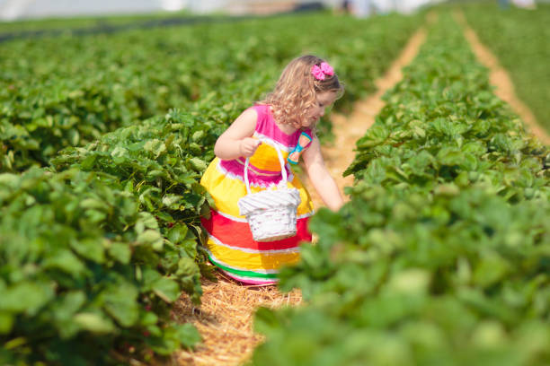 Child picking strawberries. Kids pick fresh fruit on organic strawberry farm. Children gardening and harvesting. Toddler kid eating ripe healthy berry. Outdoor family summer fun in the country.