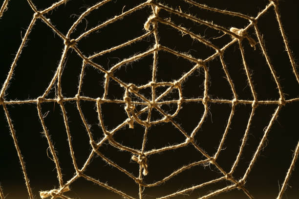 Spiney Rope 920+ Spider Rope Stock Photos, Pictures & Royalty-Free Images - iStock