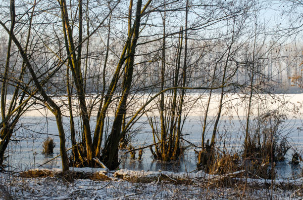 The image is a landscape photograph of a lake covered in snow. The sky is overcast and the trees in the background are bare, with no leaves. The lake is calm and still, reflecting the trees and the sky. In the foreground, there are tall grasses and reeds that are blanketed in a layer of snow, creating a peaceful and serene atmosphere. The overall mood of the image is cold and wintery.