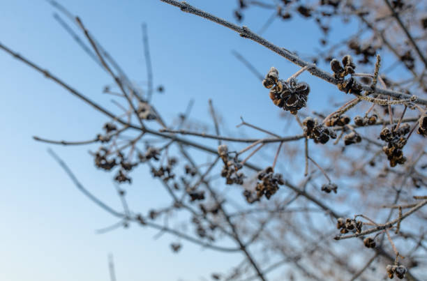 calm winter atmosphere, landscape with snowy branches