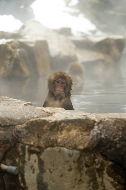 istock Winter wonderland with Japan’s famous snow monkeys 2199113989