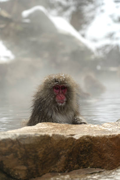 istock Winter wonderland with Japan’s famous snow monkeys 2199114001