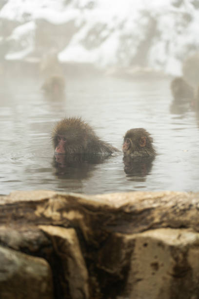 istock Winter wonderland with Japan’s famous snow monkey park 2199114010