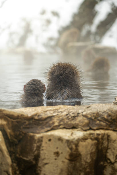 istock Japan’s iconic Snow Monkeys Park surrounded by nature 2199114018