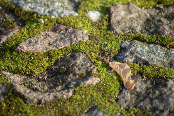 Autumn Background from mossy antique paving stones. High quality photo