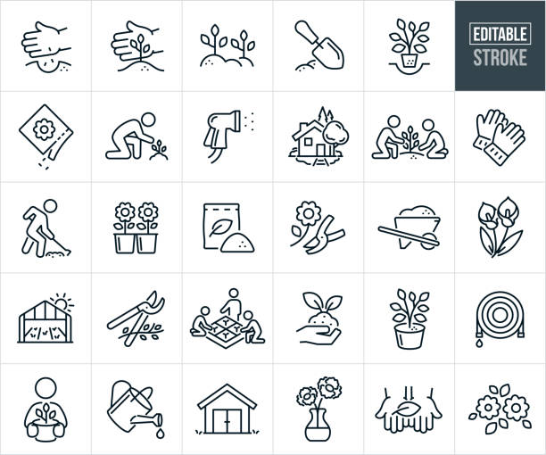 Gardening Thin Line Icons - Editable Stroke - Icons include Gardeners Gardening, Planting Seeds, Flowers, Soil, Planting Trees, House With Garden, Gardening Tools, Greenhouse, Cultivating, Nature, Growing Plants, Watering A set of gardening icons that include editable strokes or outlines using the EPS vector file. The icons include a gardener planting seeds, gardener tending to garden, plants growing, garden growing, garden shovel, planting a tree, seed packet, spray nozzle with water, nicely landscaped home with garden, two people planting a tree, gardening gloves, gardener using a hoe to prepare ground for a garden, flowers, fertilizer, fresh cut flowers, wheelbarrow full of soil, calla lilies, greenhouse, pruning shears, people planting a garden in grow boxes, hand holding soil with sprouting leaves, potted tree, garden hose, water pail, shed, vase with carnations and other gardening related icons. fertilizer icon stock illustrations