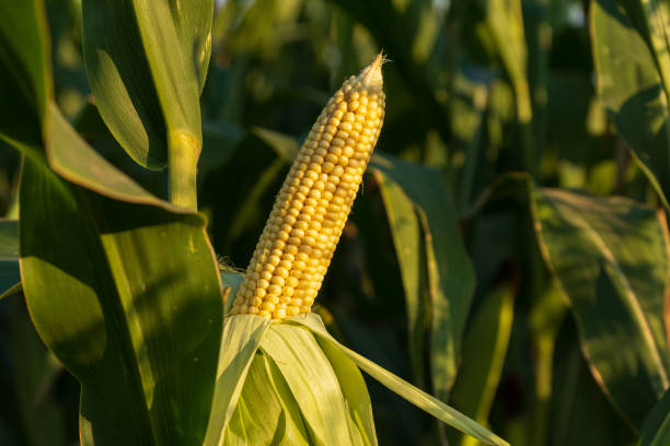 istock Golden corn cob surrounded by lush green leaves, illuminated by warm late afternoon sunlight on a farm 2199114797