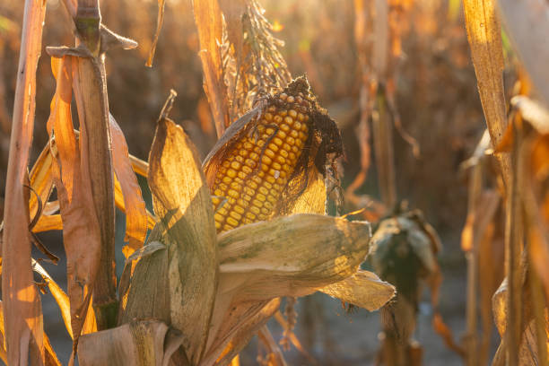 istock Golden hour light highlights ripe corn on the cob in a drying field during late summer, showcasing harvest preparation 2199114833