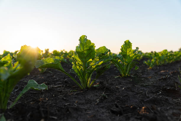 istock Green leafy vegetables thrive in rich soil under a warm sunset, capturing the beauty of nature's bounty in the evening light 2199114953