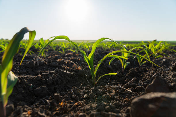 istock Young corn plants emerge from dark, fertile soil, soaking up the warm sunlight on a clear day in the countryside 2199114974