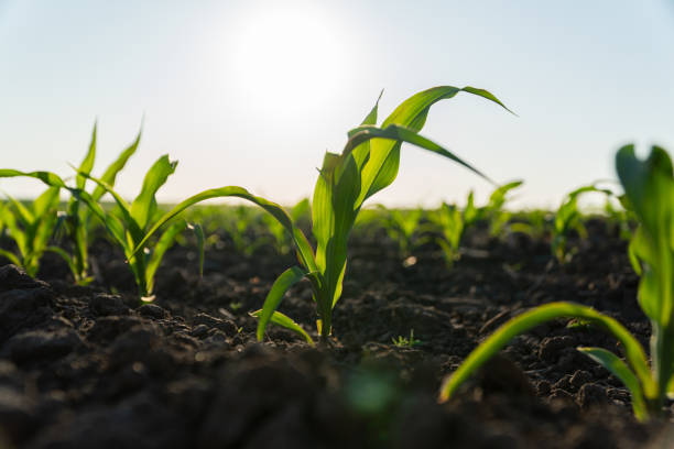 istock Young corn plants grow vigorously in rich soil as the sun rises, creating a warm atmosphere at a farm during the early morning hours 2199114977