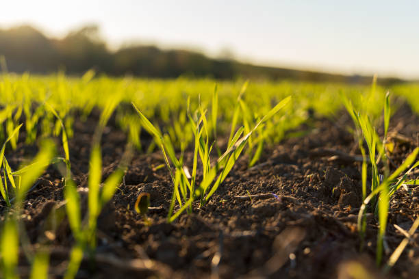 istock Fresh green grass grows from dark soil under warm sunlight in a serene field during early morning in late spring 2199115145