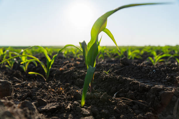 istock A young corn plant rises from rich brown soil with other sprouts visible in the background under a bright morning sun 2199115184