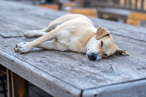 stray dog ​​sleeping on large wooden table